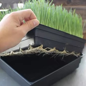 Large Size Fodder Table Growing Trays Large Size Fodder Table Growing Trays